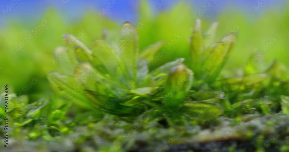 Hipper macro of the woody moss. Dolly shot. 4K.
Hipper macro of the woody moss. Dolly shot. 4K.