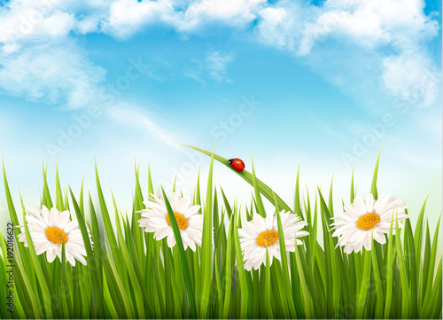 Nature background with green grass and daisy. Vector. © ecco