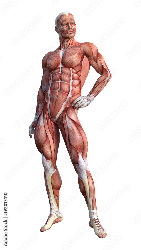 3D Rendering Male Anatomy Figure on White 3D Rendering Male Anatomy Figure on White