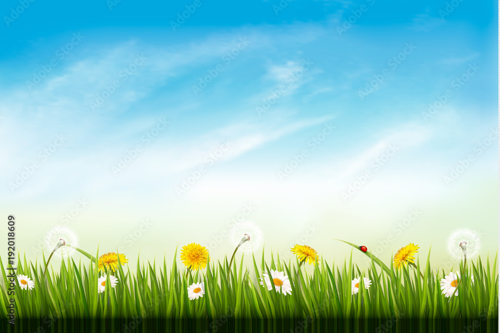 Foto Nature background with dandelions. and daisies. Vector.