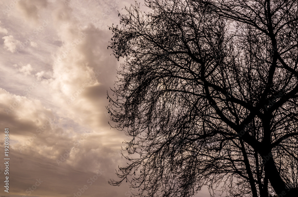 TREE with sunset at winter and nice sky TREE with sunset at winter and nice sky