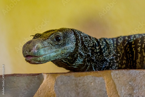 Varan Malais dans un parc zoologique