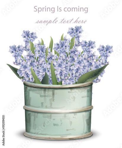 hyacinth blue flower bouquet Vector. Spring is coming card illustrations