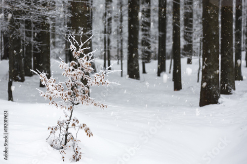 Fichtenwald im Winter mit Schneedecke