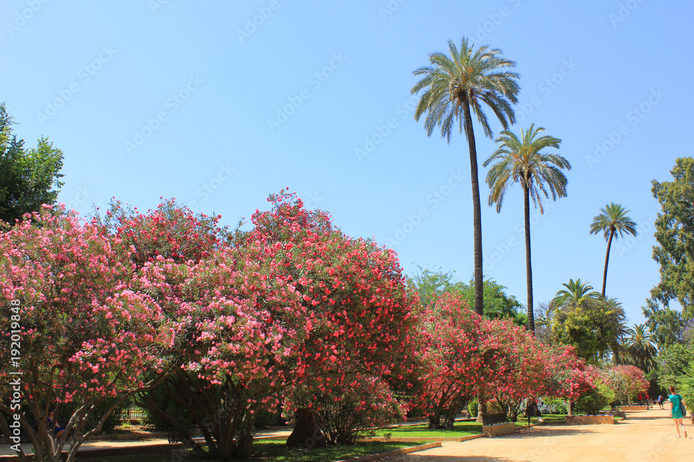 Blossom Bush and Palm Trees in Murillo Gardens in Alcazar of Seville, Andalusia Region, Spain. Outdoor Park Summer Landscape Scene with Pink Azalea Flowers and Empty Blue Sky Background on Sunny Day.