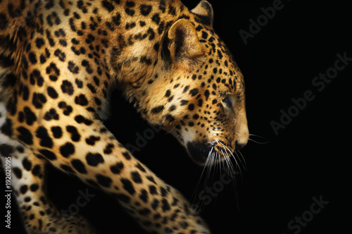 Close-up leopard portrait on dark background © Nadia