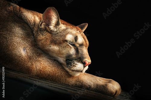 Portrait of a sleeping cougar on stones close-up.