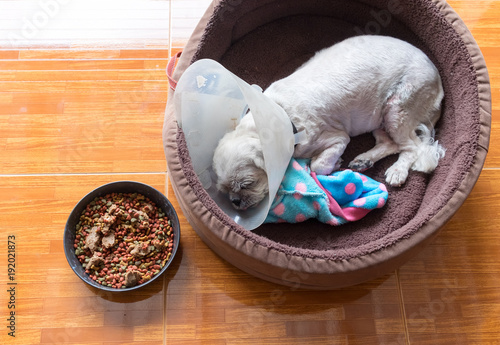A sick white dog with a protective collar, Dog Cone sleeping on floor with dog food.