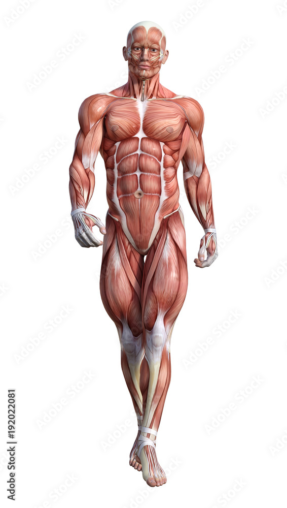 3D Rendering Male Anatomy Figure on White 3D Rendering Male Anatomy Figure on White