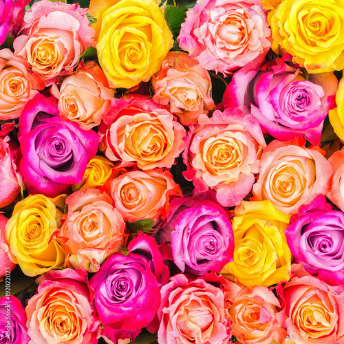 beautiful colorfull rose flowers like festive background  close up