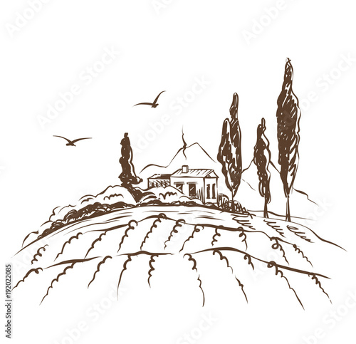 Abstract landscape with vineyard / Vector illustration, mountain landscape with fields