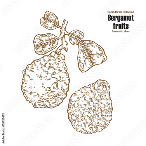Bergamot fruit and leaves. Hand drawn cosmetic plants. Vector illustration engraved