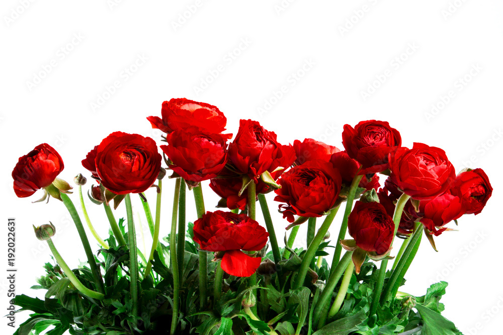 Obraz premium red beautiful flowers with green stems isolated on white background