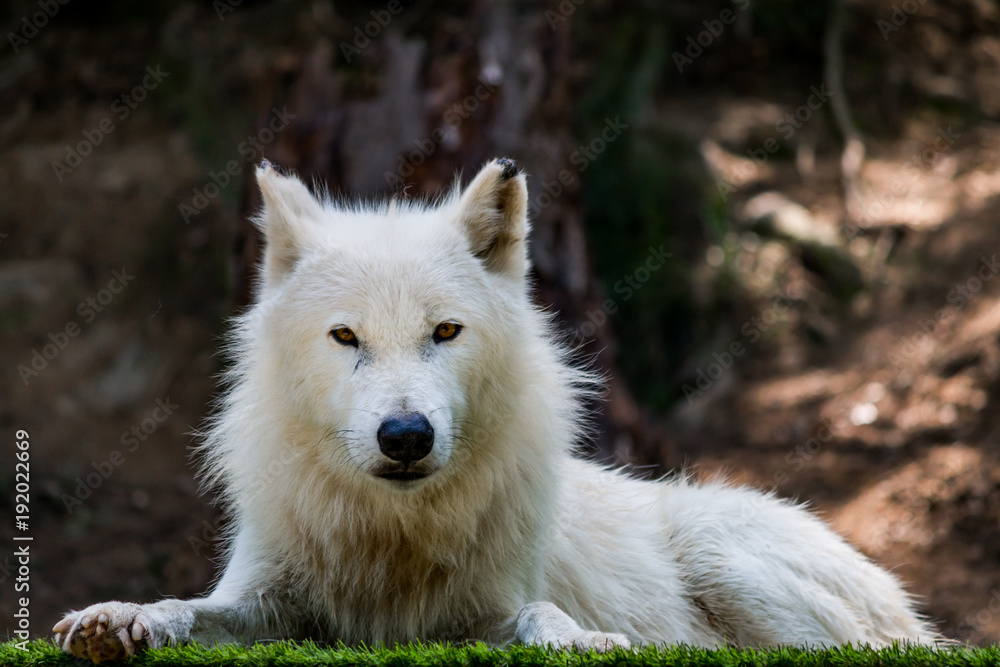 Loup Blanc Artique dans un parc zoologique Loup Blanc Artique dans un parc zoologique