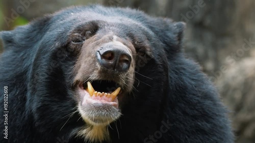 Close up video of the Asian black bear yawning and sleeping. photo