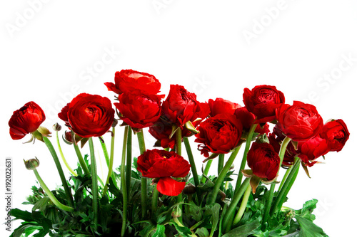 red beautiful flowers with green stems isolated on white background