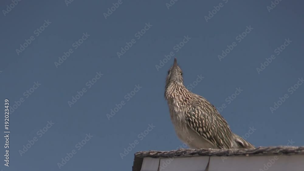 Roadrunner Calling From a Rooftop Roadrunner Calling From a Rooftop