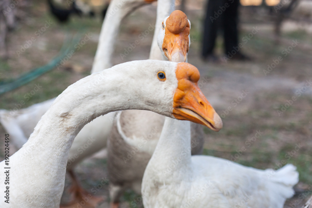 Fototapeta premium Black and white goose Closeup