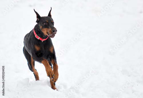doberman dog runs through the snow in the winter © Happy monkey