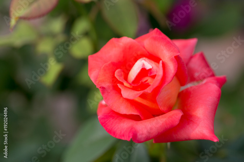 Beautiful rose flowers blooming Macro