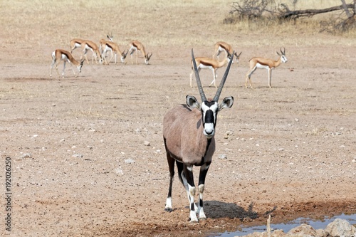 Oryx und Springböcke photo