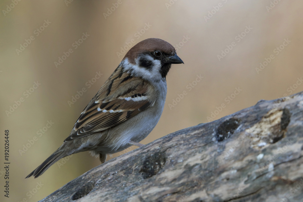 Feldsperling oder Feldspatz (Passer montanus) Feldsperling oder Feldspatz (Passer montanus)