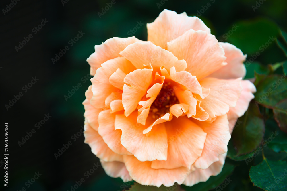 One fresh orange rose flower One fresh orange rose flower