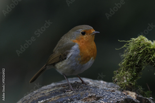 Rotkehlchen (Erithacus rubecula)