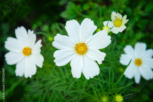 Fototapeta Naklejka Na Ścianę i Meble -  White cosmos genus plant flowers with green backrounds