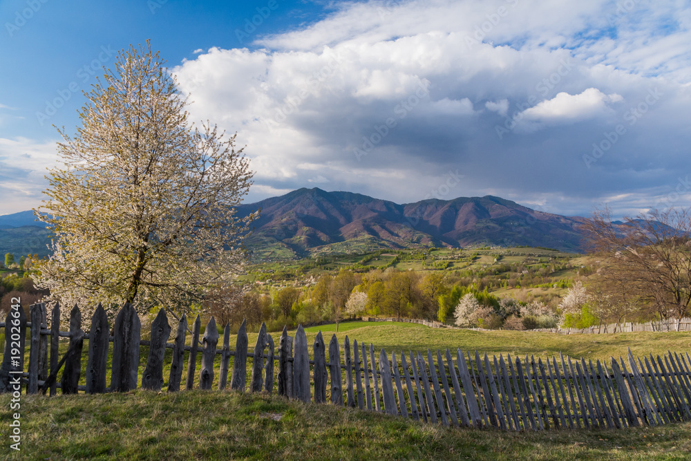 Spring at the foothills of the Carpathian mountains in the Romanian country side. Blooming cherry trees with the Carpathian mountains in the background.