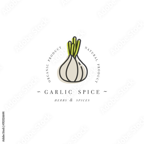 Packaging design template logo and emblem - herb and spice - garlic head. Logo in trendy linear style.