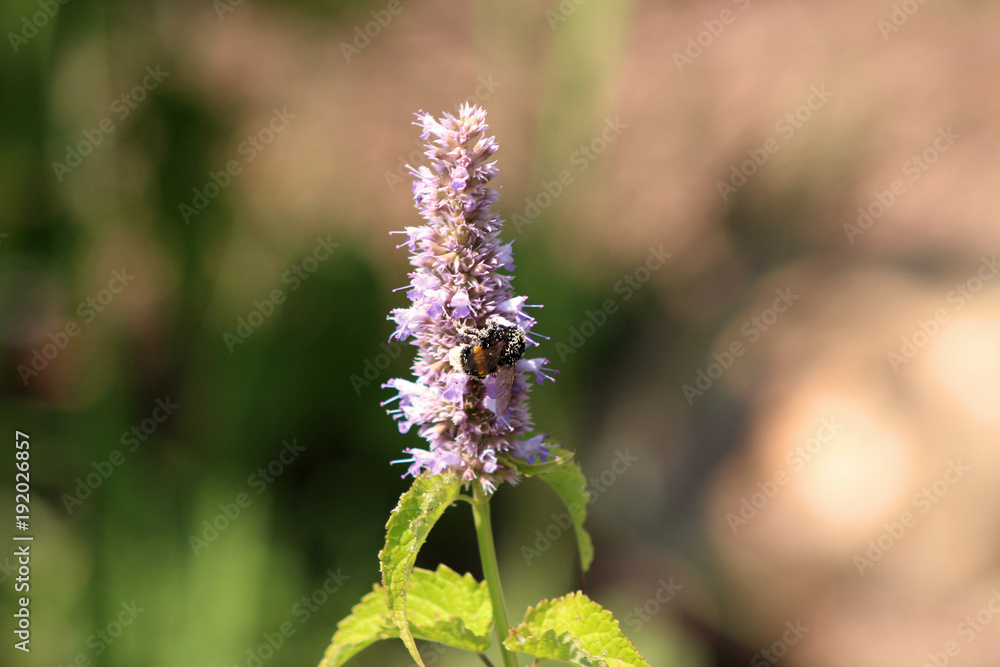 Bee gathering the pollen on Agastache rugosa in the sunny day.Agastache rugosa is a medicinal and ornamental plant. Commonly known as Korean Mint. Herbs in the garden.Blurred background. Bee gathering the pollen on Agastache rugosa in the sunny day.Agastache rugosa is a medicinal and ornamental plant. Commonly known as Korean Mint. Herbs in the garden.Blurred background.