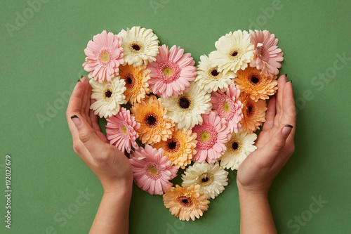 Fototapet Hands of girl holding a heart of gerbera flowers