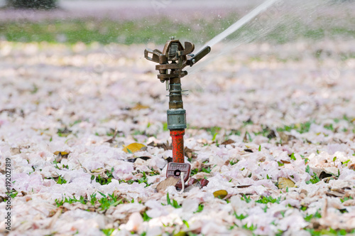 automatic sprinkler water system for irrigation, garden or Garden lawn sprinkler in action for pink blossom flower spring on the ground and green grass garden working early in the morning and evening