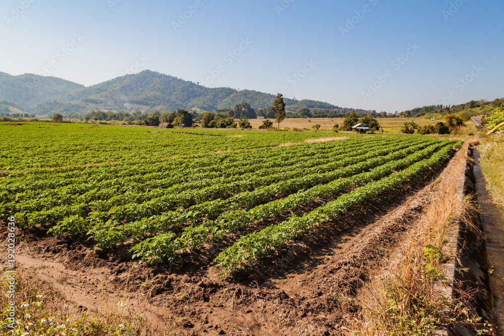 Vegetable cultivation Planting crops