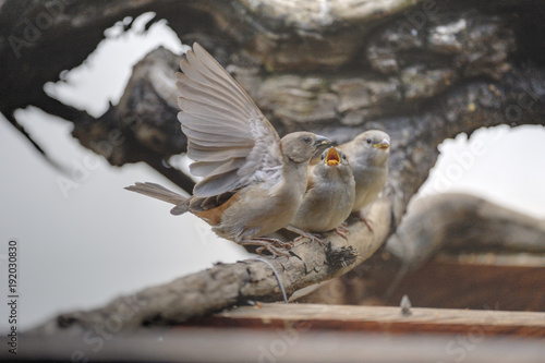 GREYHEADED SPARROW parents feeding newly fledged chick