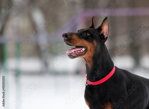 Leinwand Poster Doberman dog portrait in winter