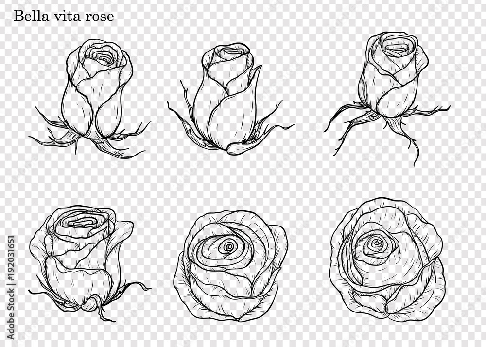 Rose vector set by hand  flower on white   art highly detailed in line art  vita rose for wallpaper. Stock  Vector | Adobe Stock