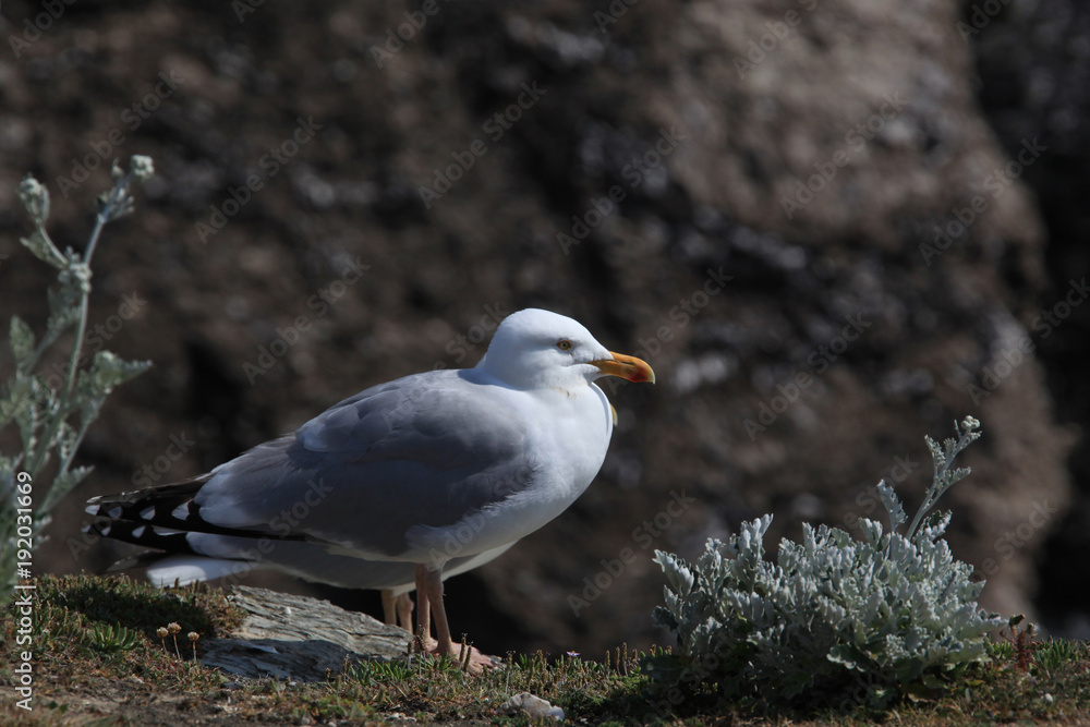 One seagull on the rocky coast in Brittany in sunny day, France One seagull on the rocky coast in Brittany in sunny day, France