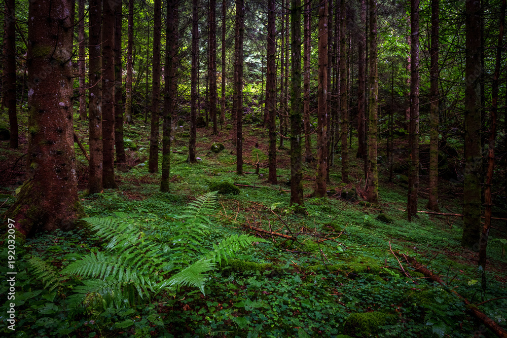 Obraz premium Forest with pine trees