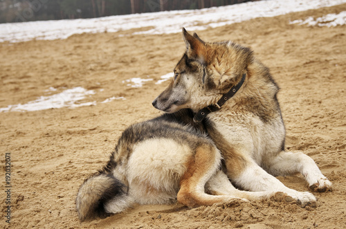  hunting dog looks out for its prey