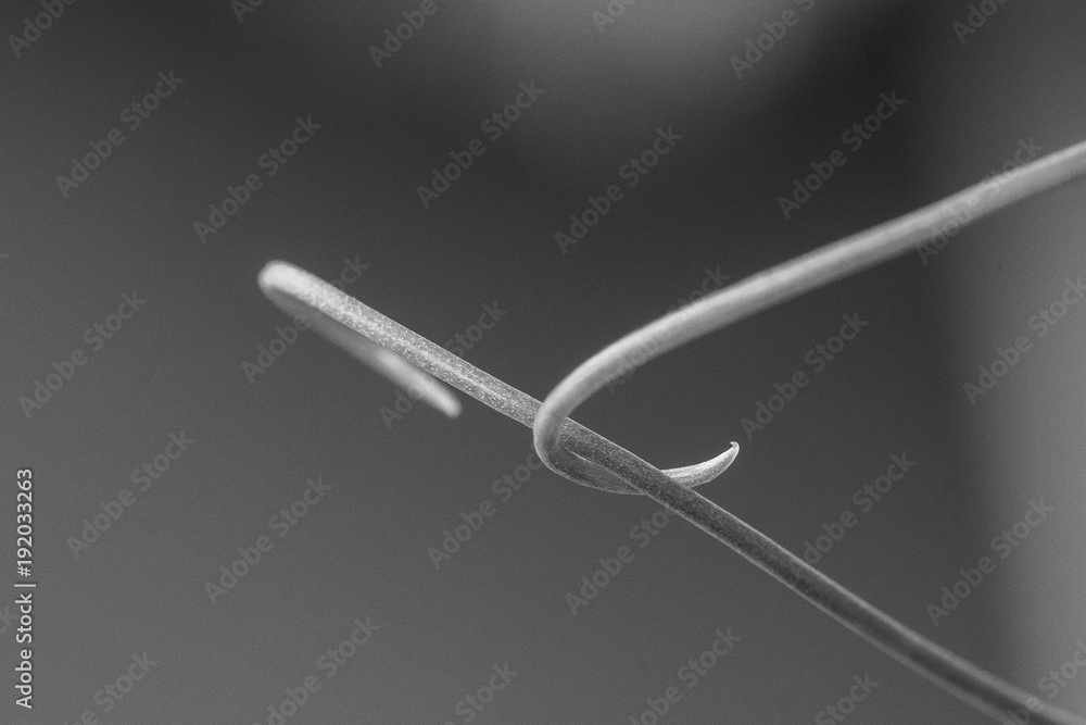 Pea tendrils (pisum sativum) supporting each other – black and white Pea tendrils (pisum sativum) supporting each other – black and white