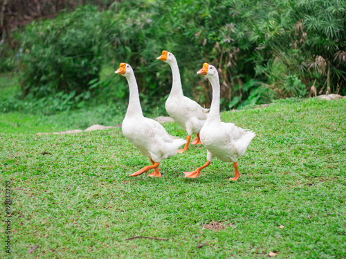White goose in lake garden on summer.