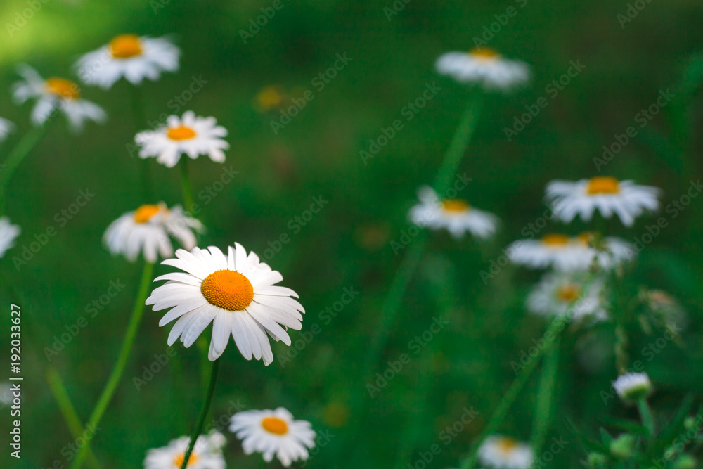 Fototapeta premium Beautiful daisies closeup. Flower background.