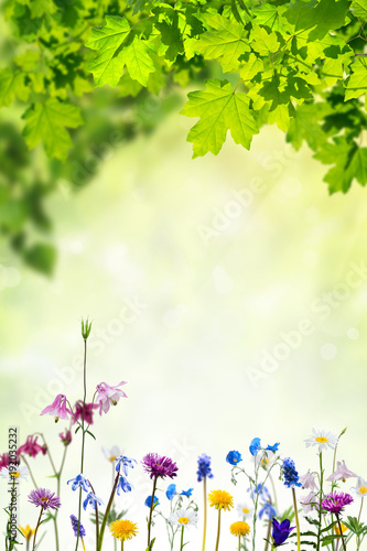 Nature background with flowers and leaves