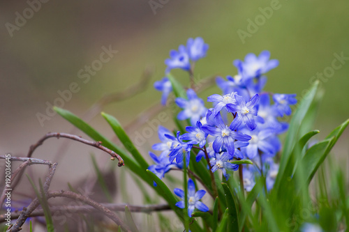 Blausternchen-oder Scillablüte