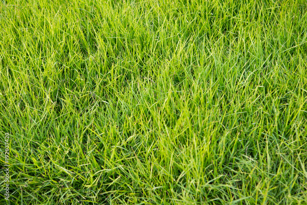 green grass background green grass background