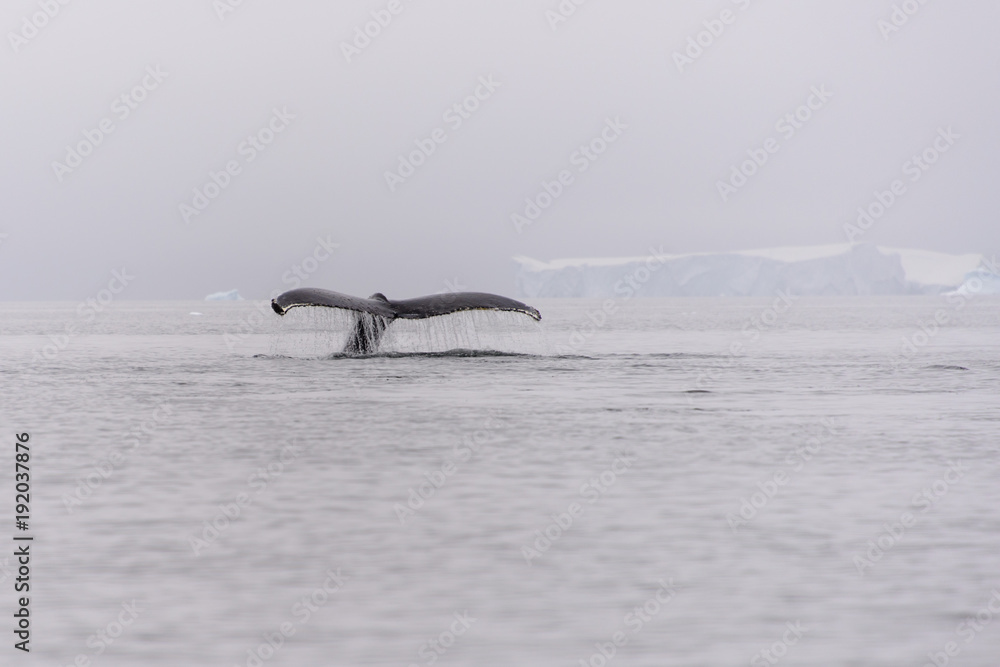 Fototapeta premium Humpback whale fluke in Antarctic sea
