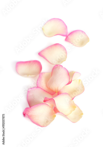 Rose petals isolated on a white background