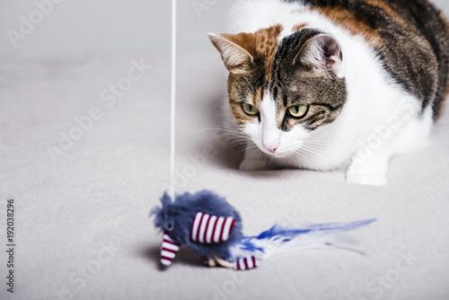 Fototapeta Naklejka Na Ścianę i Meble -  Cute cat playing with a feathered toy